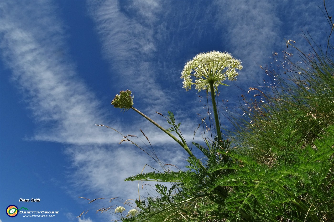 16 Fiori in alto verso il cielo....JPG